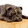 British Bulldog On A Yellow Natural Stone Base - Bronze Figure